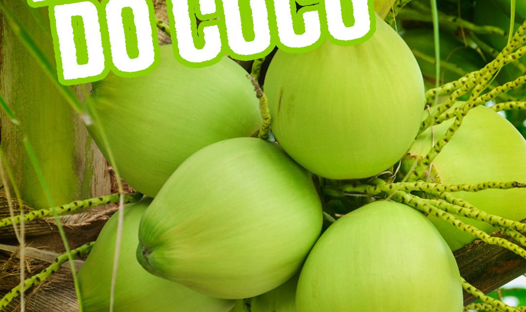 BENEFICIOS DO COCO